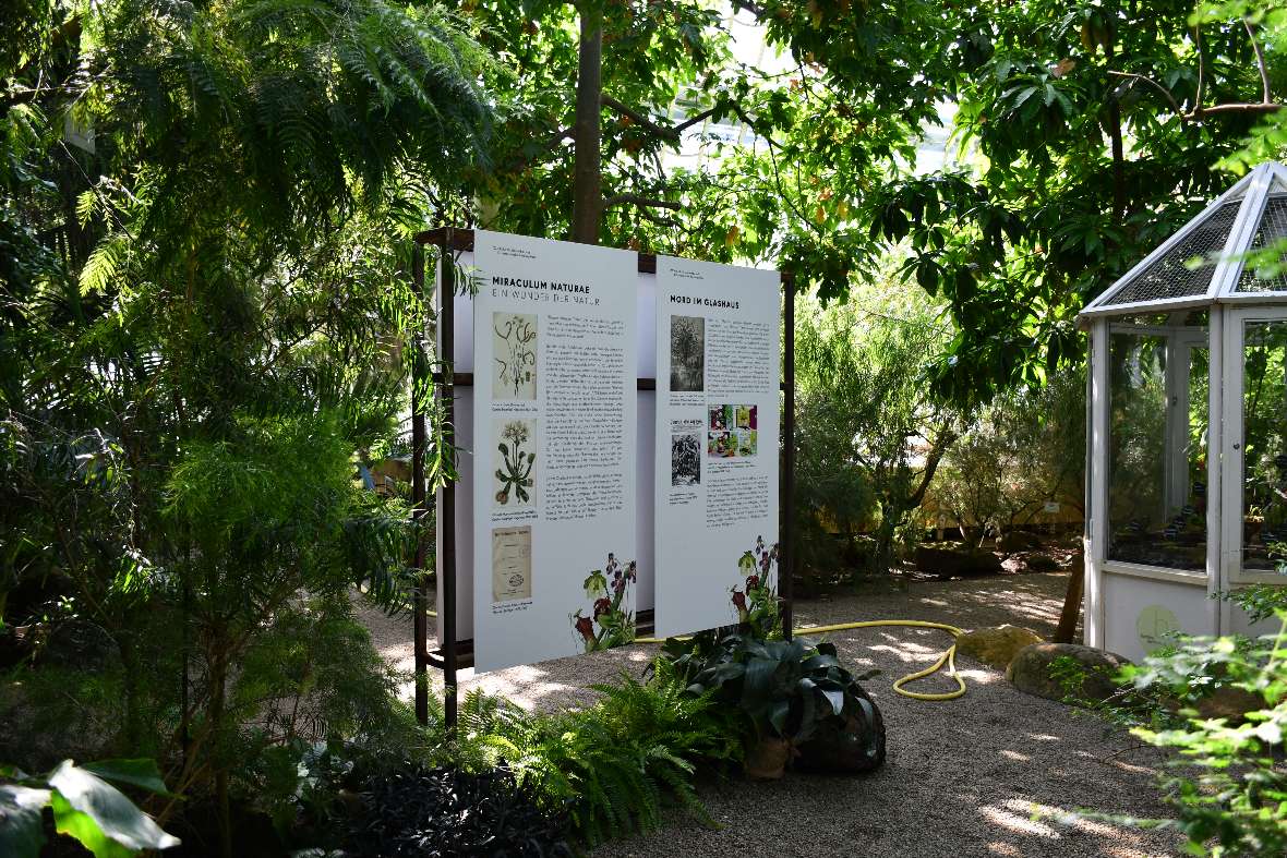 Blick durchs üppig grüne Palmenhaus auf zwei große Ausstellungstafeln.